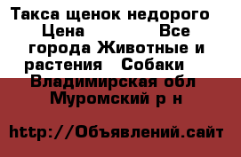 Такса щенок недорого › Цена ­ 15 000 - Все города Животные и растения » Собаки   . Владимирская обл.,Муромский р-н